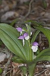 Showy orchis <BR>Showy orchid