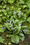 Showy orchis <BR>Showy orchid