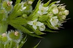 Bedstraw