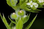 Bedstraw