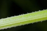 Bedstraw