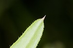 Bedstraw