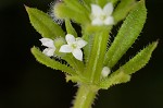 Bedstraw