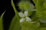 Bedstraw