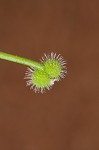 Bedstraw