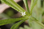 Bedstraw