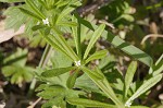 Bedstraw