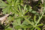 Bedstraw