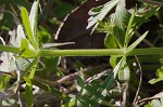 Bedstraw