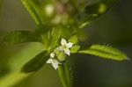 Bedstraw