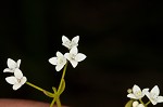 Bluntleaf bedstraw