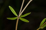 Bluntleaf bedstraw