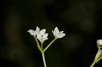 Bluntleaf bedstraw