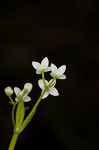 Bluntleaf bedstraw