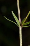 Bluntleaf bedstraw