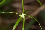 Oneflower bedstraw