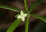 Oneflower bedstraw