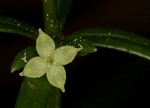 Oneflower bedstraw