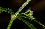 Oneflower bedstraw