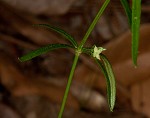 Oneflower bedstraw