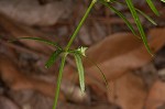 Oneflower bedstraw