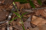 Oneflower bedstraw