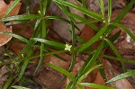 Oneflower bedstraw