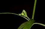 Oneflower bedstraw