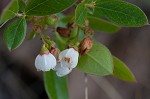 Dwarf huckleberry