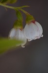 Dwarf huckleberry