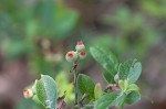 Dwarf huckleberry