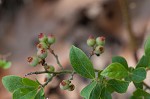 Dwarf huckleberry