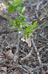 Dwarf huckleberry