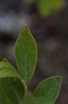 Dwarf huckleberry