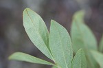 Dwarf huckleberry