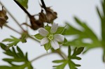 Carolina cranesbill <BR>Carolina geranium