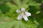 Carolina cranesbill <BR>Carolina geranium