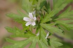 Carolina cranesbill <BR>Carolina geranium