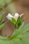 Carolina cranesbill <BR>Carolina geranium