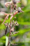 Carolina cranesbill <BR>Carolina geranium