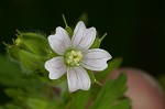 Carolina cranesbill <BR>Carolina geranium