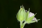 Carolina cranesbill <BR>Carolina geranium