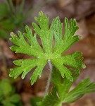 Carolina cranesbill <BR>Carolina geranium