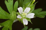 Carolina cranesbill <BR>Carolina geranium