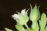 Carolina cranesbill <BR>Carolina geranium