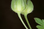 Carolina cranesbill <BR>Carolina geranium