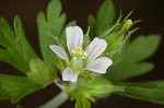 Carolina cranesbill <BR>Carolina geranium