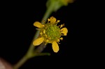 Spring avens