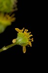 Spring avens