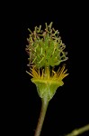 Spring avens